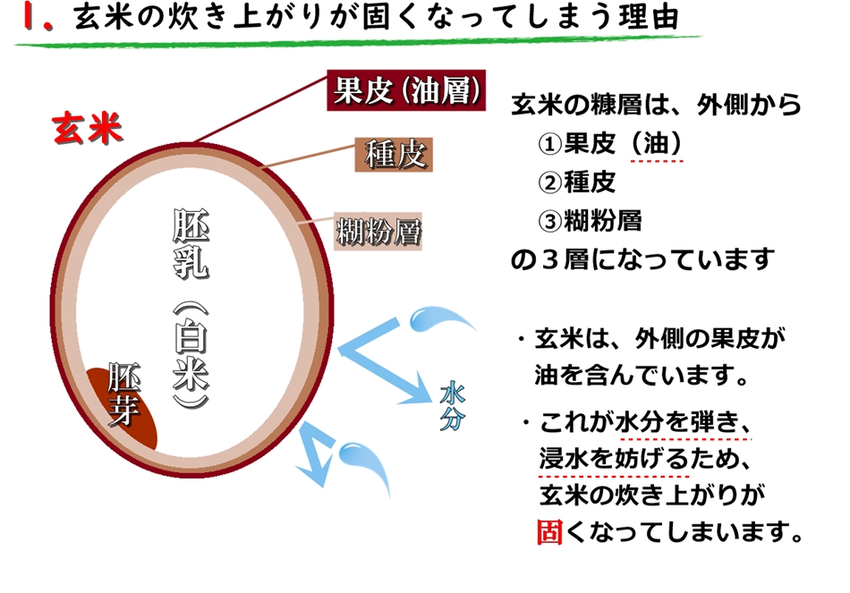 玄米はなぜ炊き上がりが固いのか