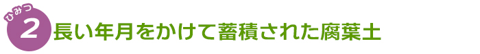 長い年月をかけて腐葉土