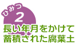 長い年月をかけて蓄積された腐葉土